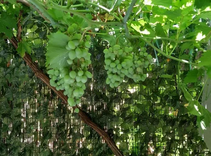 Appartamento Maja Garden *